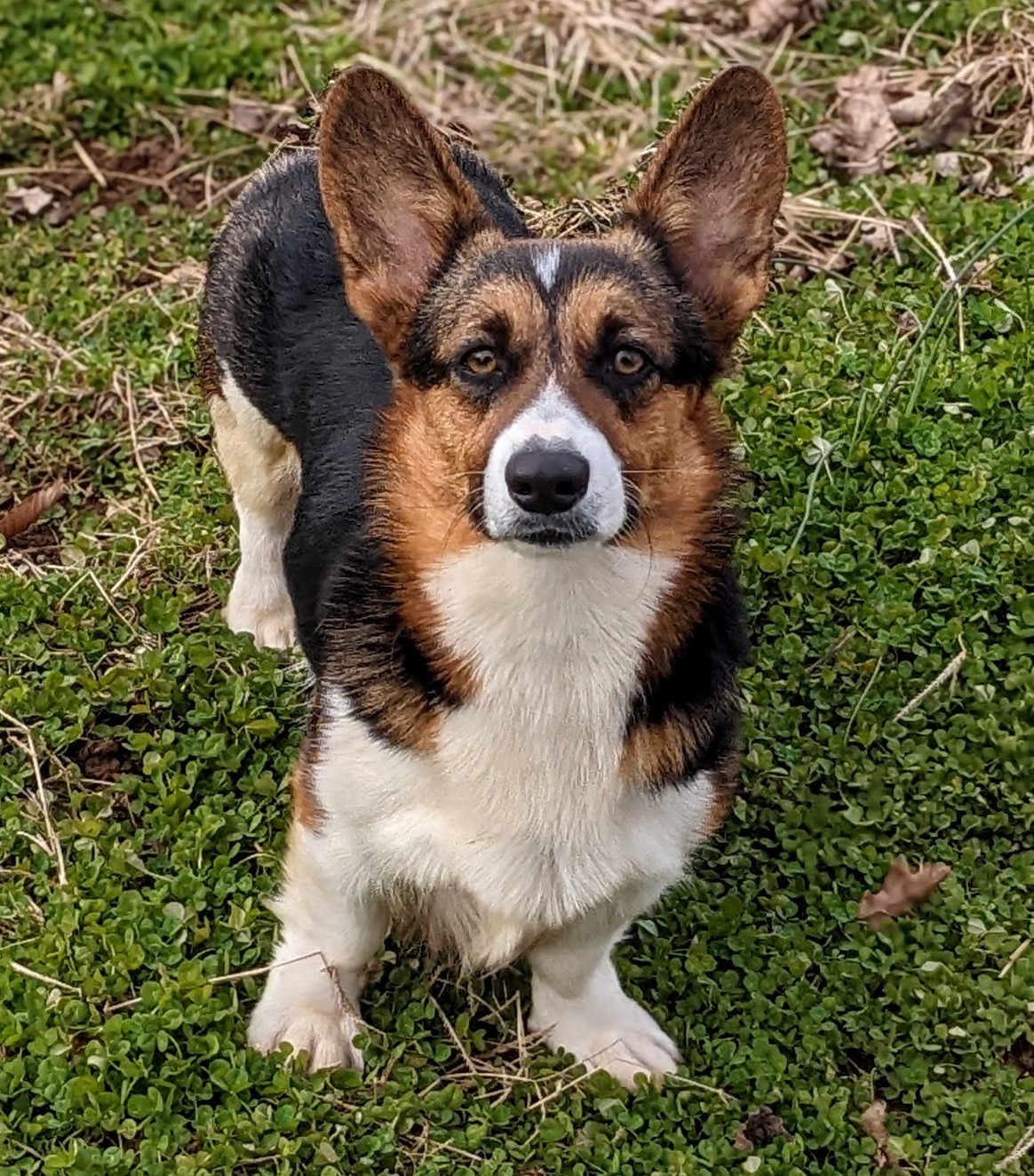 Cuddlin Professional Dog Breeder of Honey Brook PA Homepage